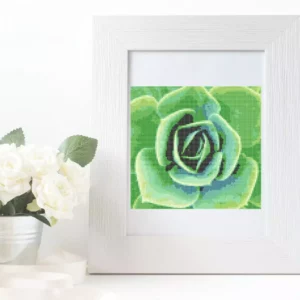 Point de croix succulente